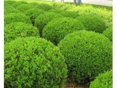 优质绿化苗木--绿化苗木批发--绿蔚苗木供应产品青州市绿蔚苗木绿化工程有限公司