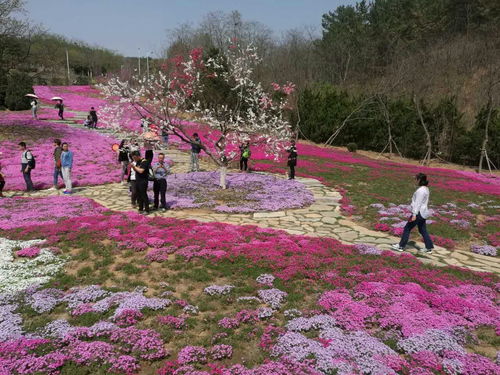 花海设计,花海种植施工,马鞭草花海工程厂家电话